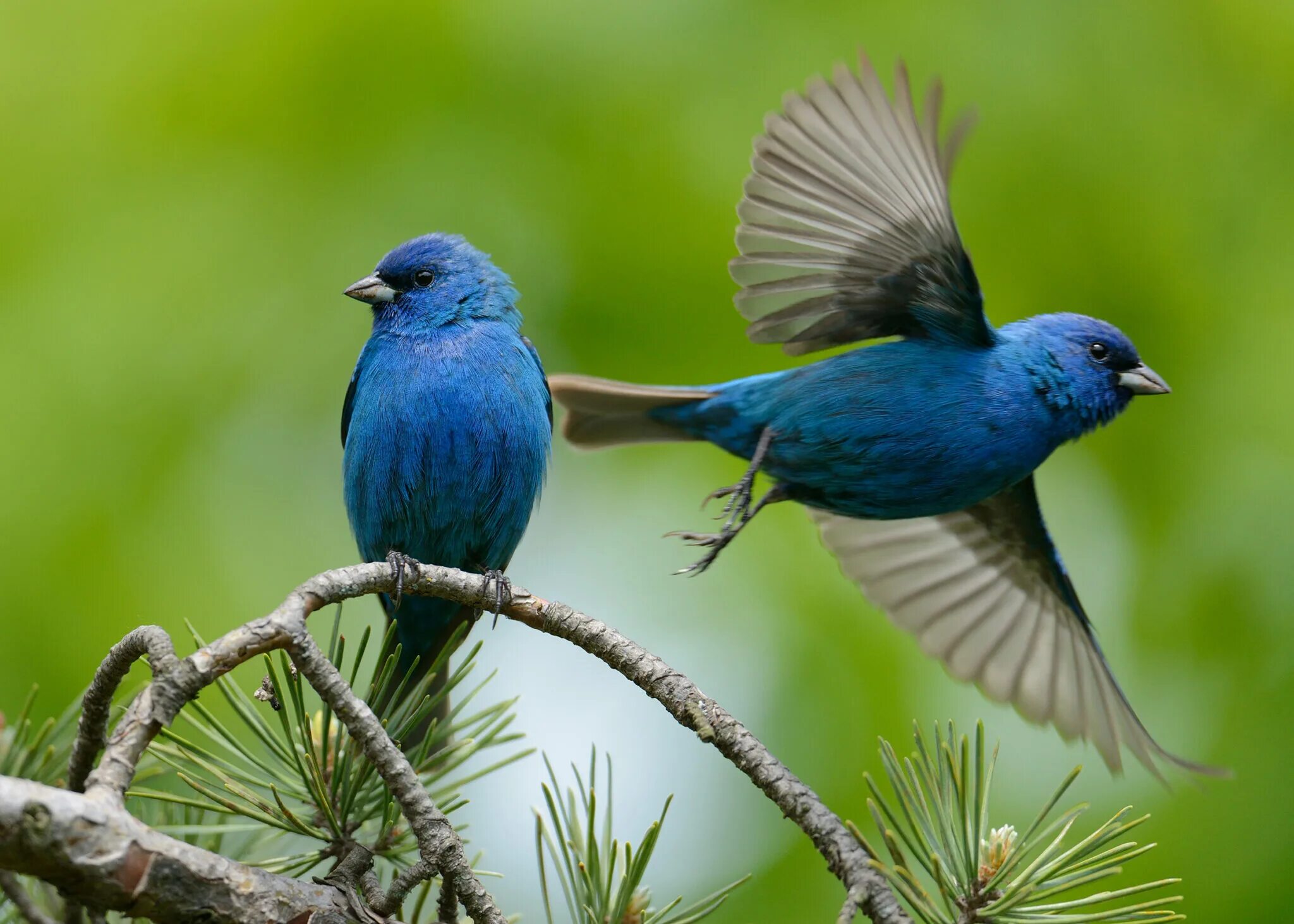 Успокаивающие пение птиц. Пение птиц в лесу слушать. Пение птиц на природе. Beautiful bird. Птица здоровья.