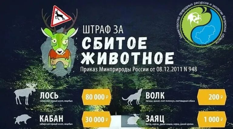 Сколько штраф за животных. Штрафы за сбитых животных. штраф за сбитие животного. штраф за сбитое животное. таблица штрафов за сбитие животных.