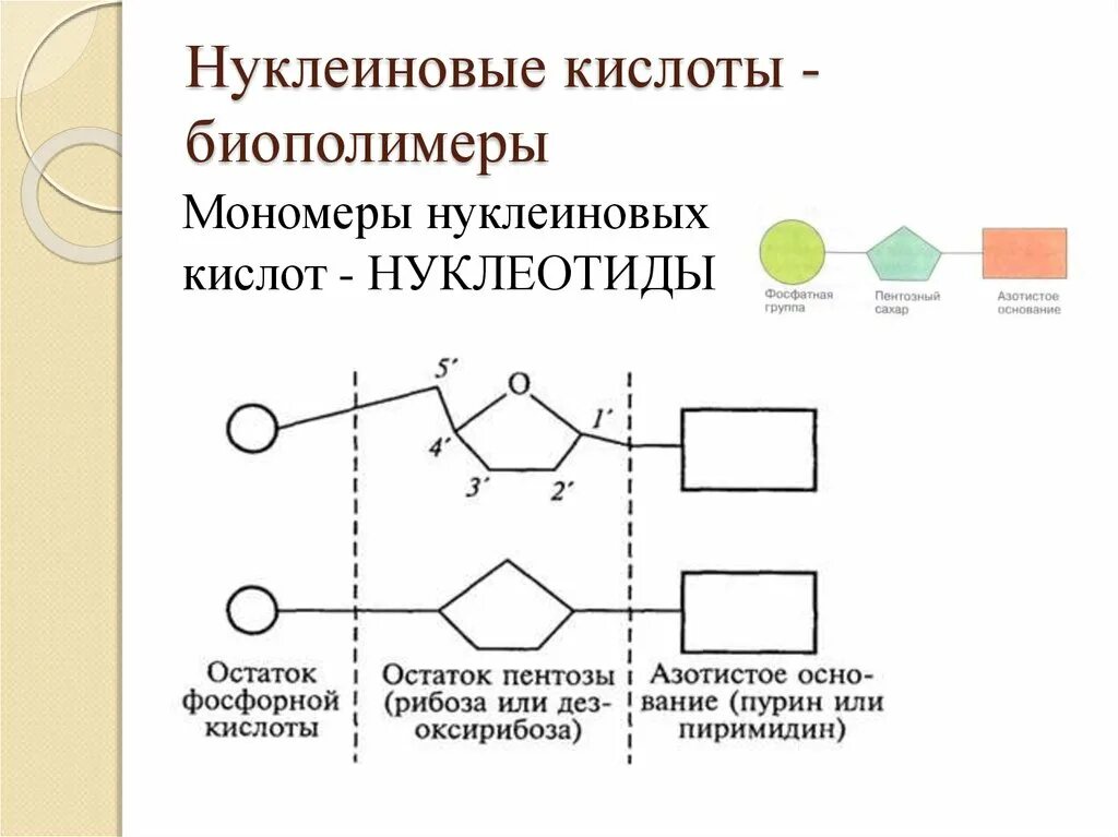 Мономерами молекул нуклеиновых кислот. Строение мономеров нуклеиновых кислот. Схема строения мономера нуклеиновой кислоты. Мономерные звенья нуклеиновых кислот. Нуклеотиды мономеры нуклеиновых кислот.