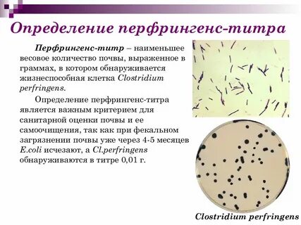 Жизнеспособность бактерий