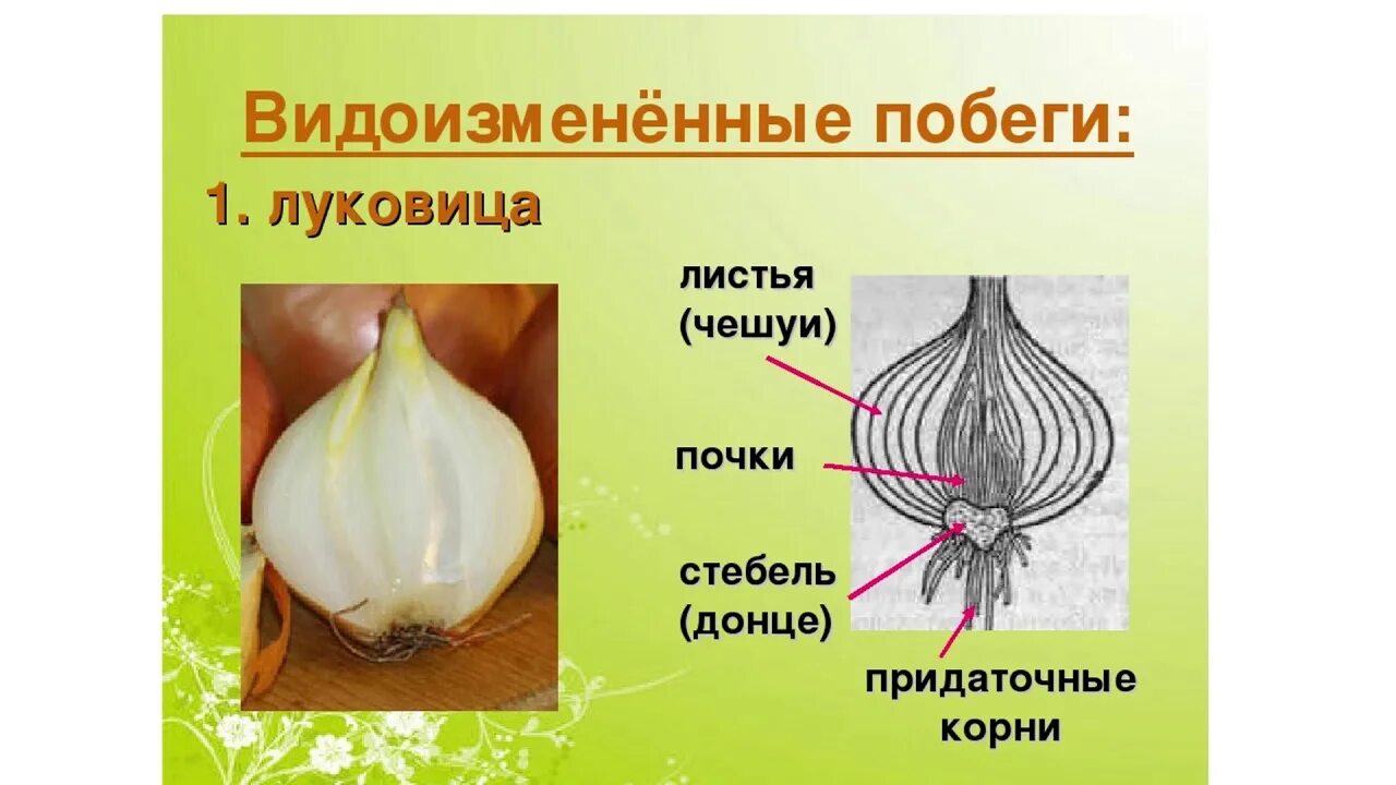 Строение видоизмененных побегов корневище луковица клубень. Донце – видоизмененный стебель луковицы?. Видоизменение побега подземные луковица. Луковица видоизмененный подземный побег. Доказательство корневище видоизмененный побег