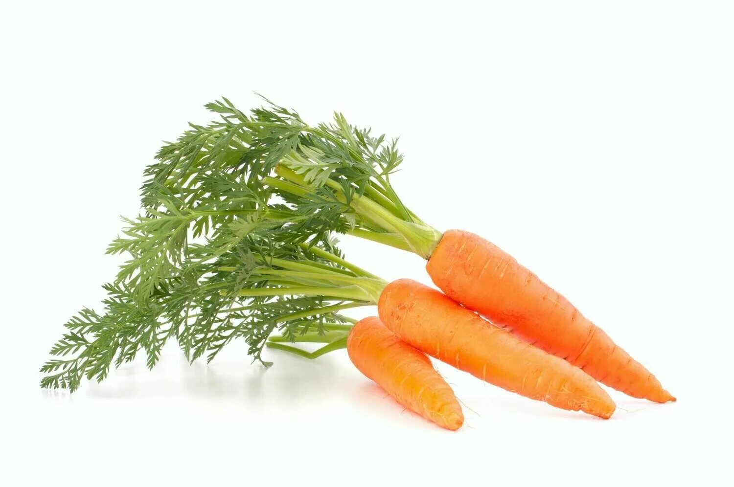 Морковь на белом фоне. Пучок моркови на белом фоне. Морковь резаная на белом фоне. Листья морковки на белом фоне. Свяжи морковки в пучки