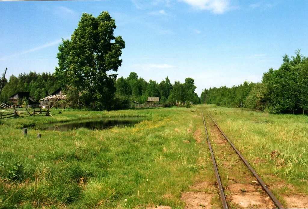 Железная дорога в деревне. Курша узкоколейка. Мещерская узкоколейка. Тумская узкоколейка. Узкоколейка в деревне Мшинская.