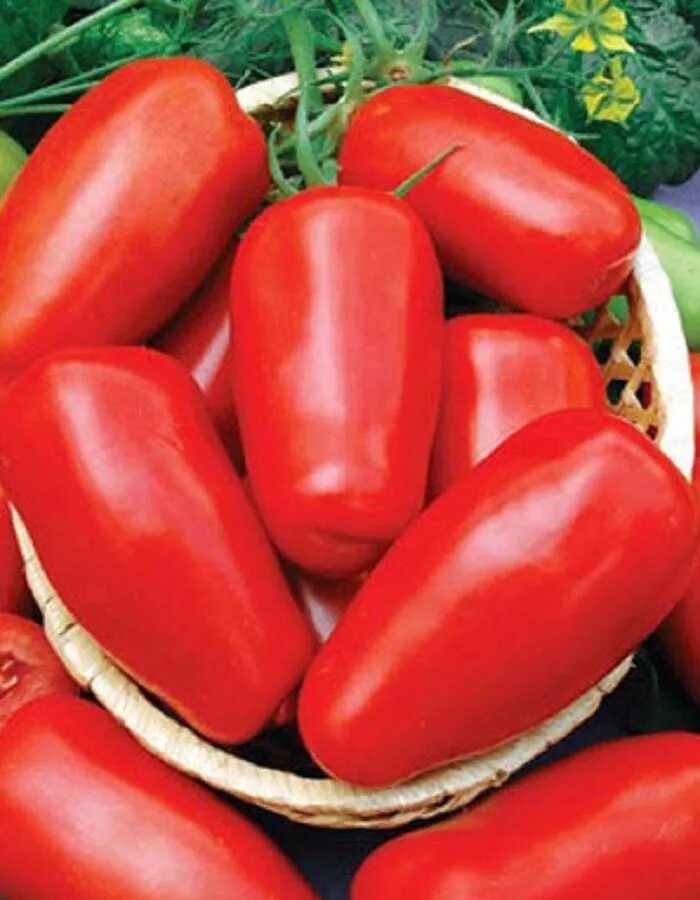 Томат непасынкующийся засолочный. Томат непас засолочный. Е/томат непасынкующийся 0,1г(скороспелый,детерминантный,красный). Томат непасынкующийся засолочный. Томат непасынкующийся засолочный.