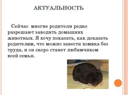 Признаки хомяка