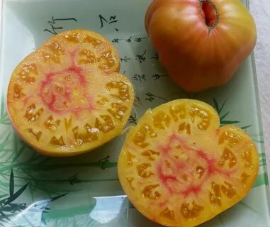 Сорт томата загадка природы