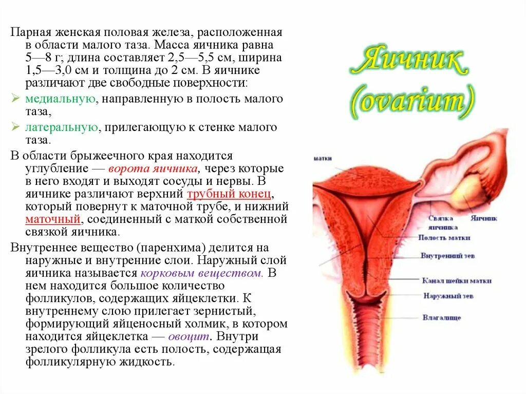 Женский половой орган. Наружные и внутренние женские половые органы. Строение половых органов женщины. Строение наружных гениталий женщины. Название мужских и женских органов