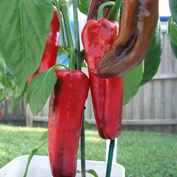 PEPPER - SWEET PEPPER - MARCONI RED 100 SEEDS ORGANIC / NON GMO eBay