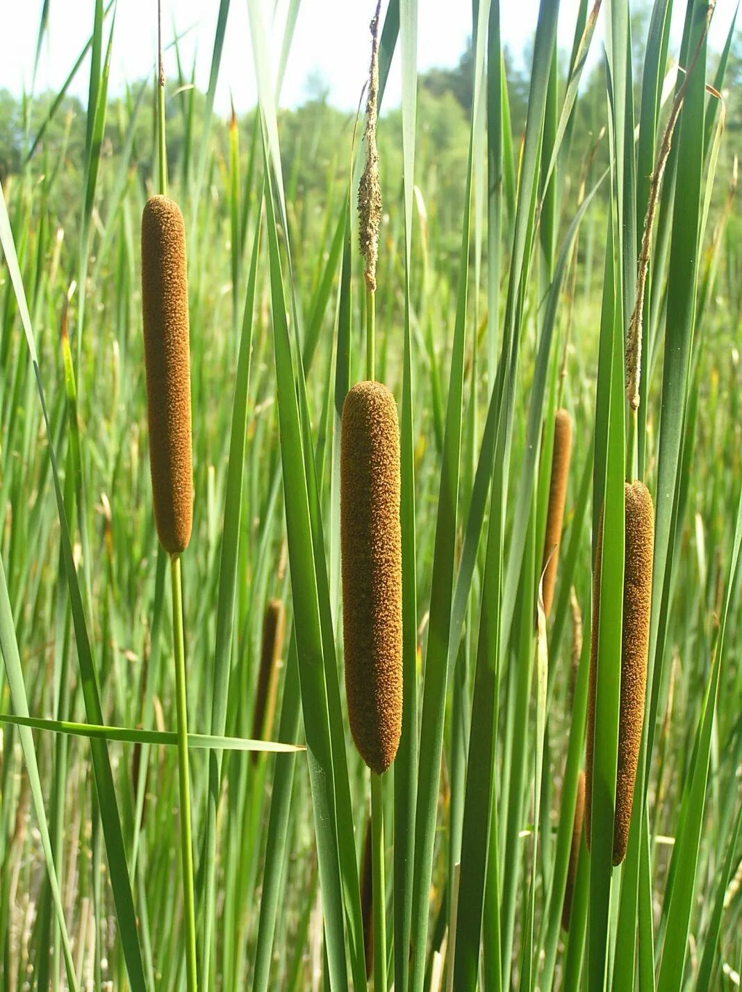 Аир где купить. Рогоз узколистный (Typha angustifolia). Камыш рогоз чакан. АИР болотный (Acorus Calamus). Рогоз и рогоз.