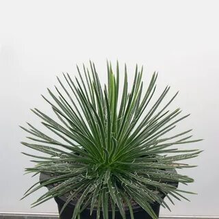 Plant impact
