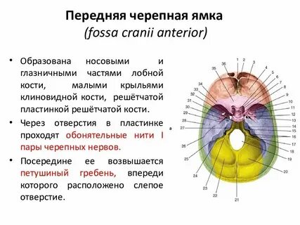 Анатомические образования в стенках передней черепной ямки