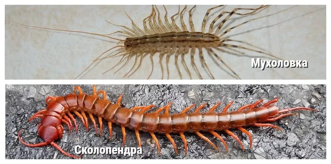 Калифорнийская сколопендра. Мокрица сороконожка. Сколопендра обыкновенная мухоловка. Сколопендра как избавиться. Гнездо сороконожек.