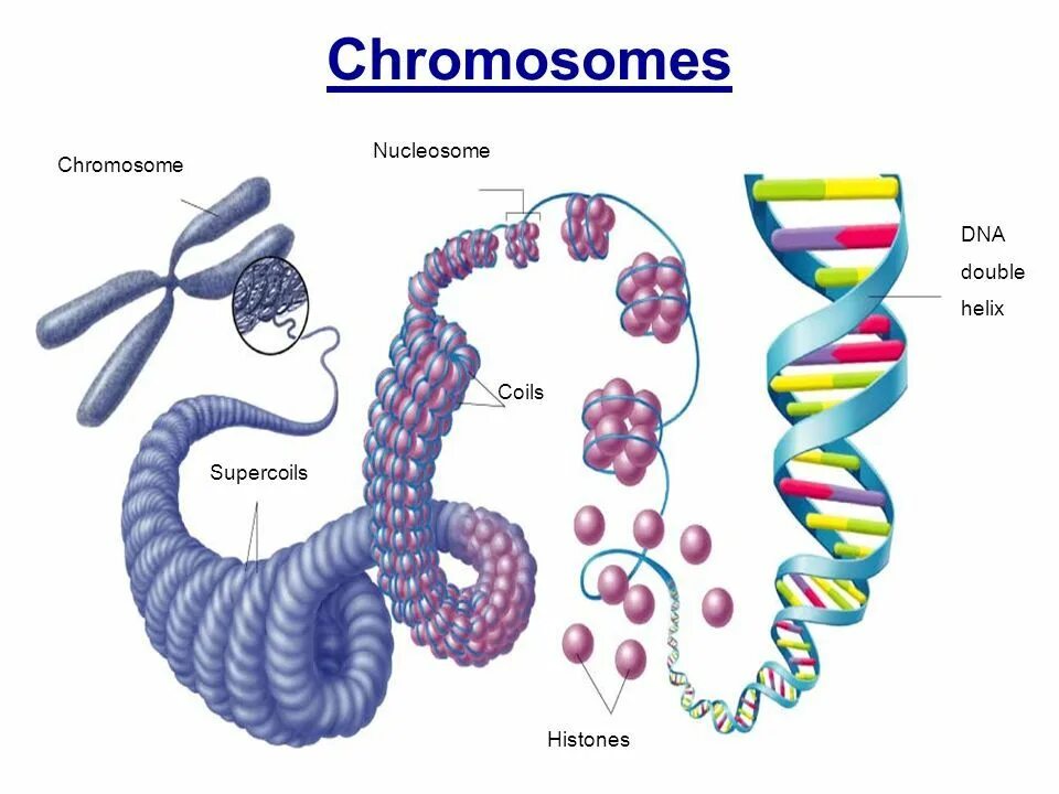 Строение хромосомы гистоны. Гистоны в хромосоме. Нуклеосомное строение хромосомы. Схема компактизации ДНК В хромосоме. Молекулы днк находится в хромосомах