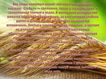 Тип злаковых