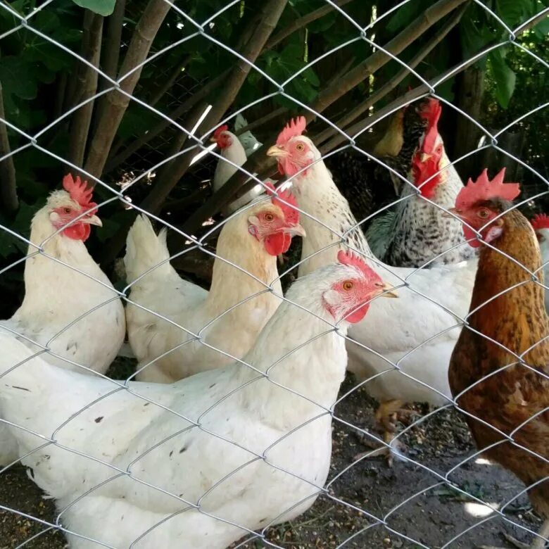 Краснодарский край куры несушки. Красные куры несушки красная кубанская. Краснодарский край куры несушки. Купить курей несушек георгиевске. Красная кубанская порода кур несушек.