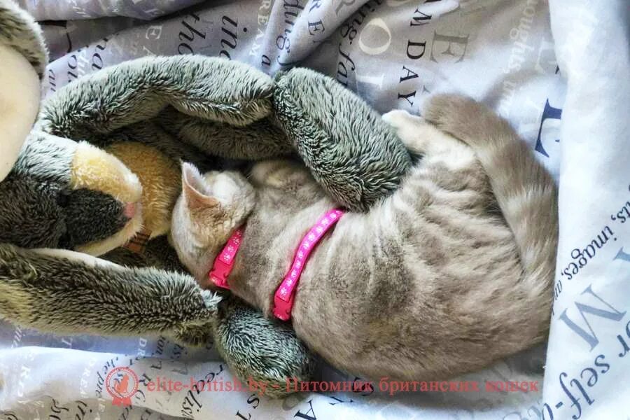 Как помочь котенку адаптироваться