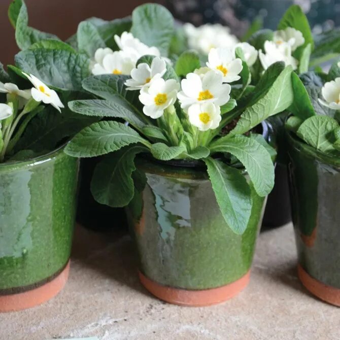примула в горшке. купила примулу в горшке как ухаживать. примула в горшке домашняя. купила примулу в горшке как ухаживать. купила примулу в горшке как ухаживать.