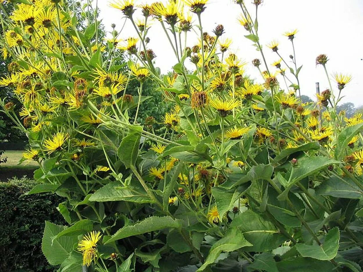 Как выглядит девясил. Девясил высокий (inula helenium). девясил высокий (inula helenium l.). девясил полевой. пижма девясил.