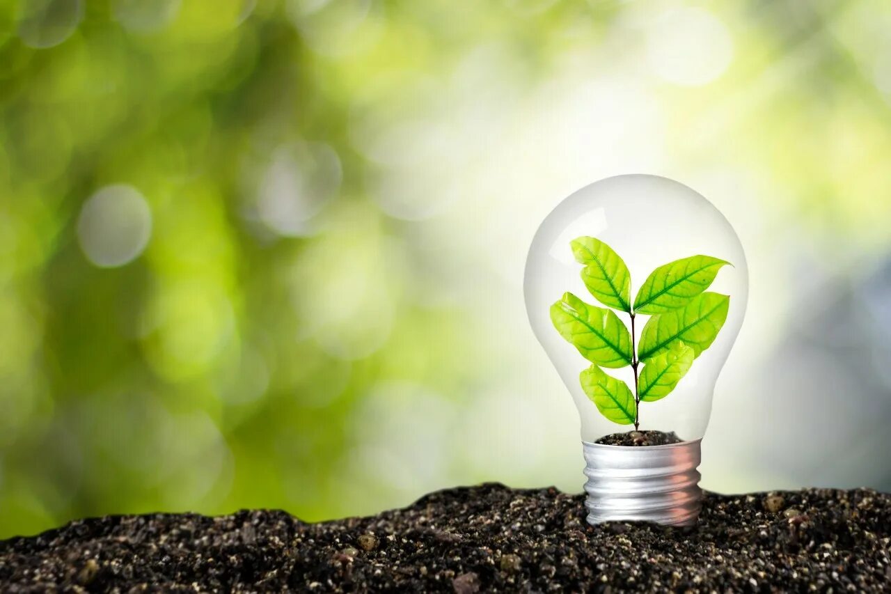 экология электричество. науки о природе. экология лампочка. экосвет логотип. экономия природных ресурсов.