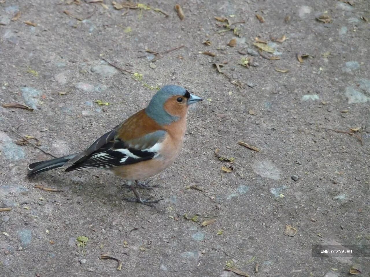 Bird watching, Birds, Love birds