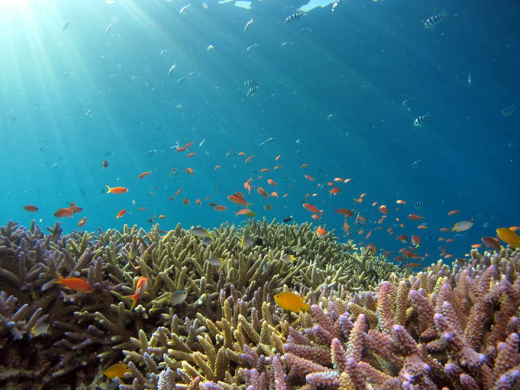 Great barrier reef corals. Большой Барьерный риф кораллы. Коралловый риф в Австралии. Большой Барьерный риф Австралия. Коралловый риф панорама Сафага.