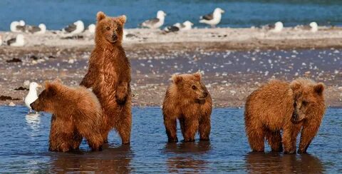 Медведи на пляже на байкале