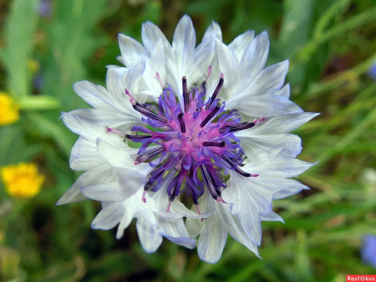 белые васильки. белые васильки. василёк вайт бол. василёк бело-жемчужный. белый василек цветок.