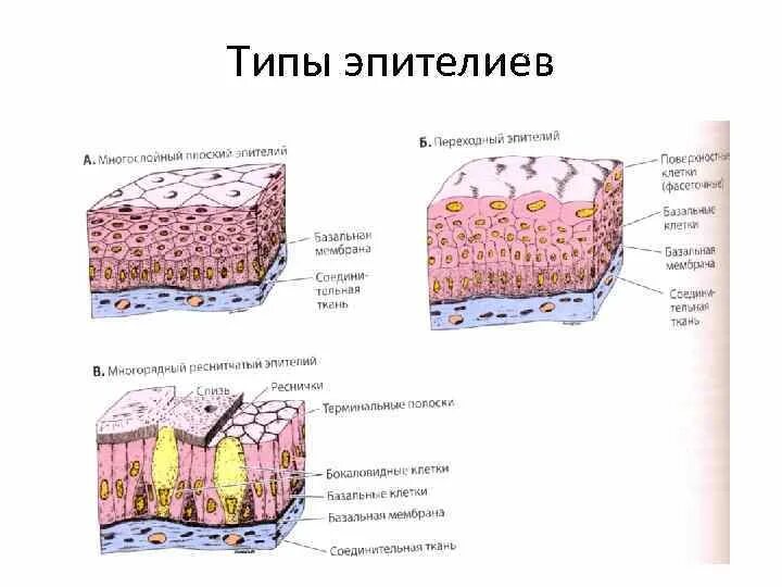 Строение эпителиальной ткани. Эпителиальная ткань человека. Топография эпителиальной ткани. Строение эпителиальной ткани человека.