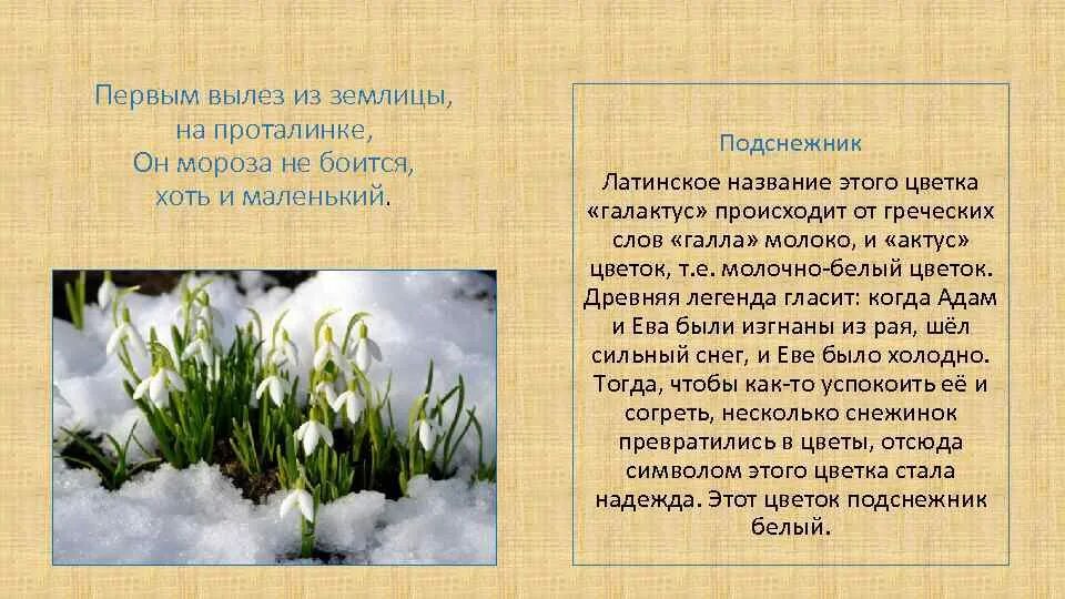 Ветреница гусиный лук. Примула империалис. Сказки о первоцветах. Сказки о первоцветах. Сказки о первоцветах.
