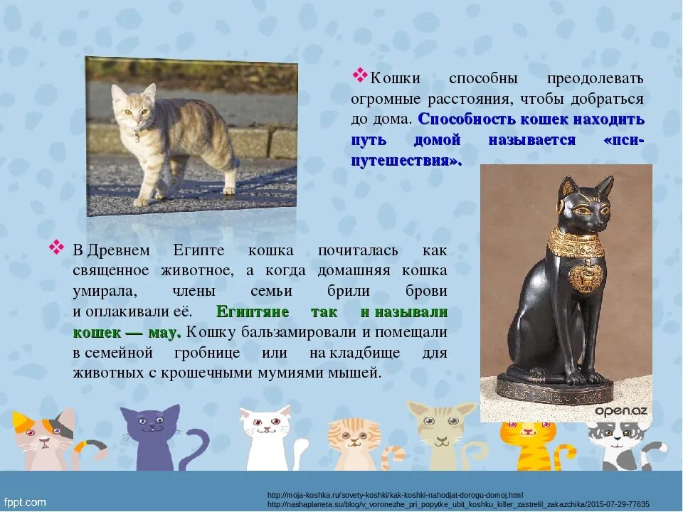 Как звали кошку малыша