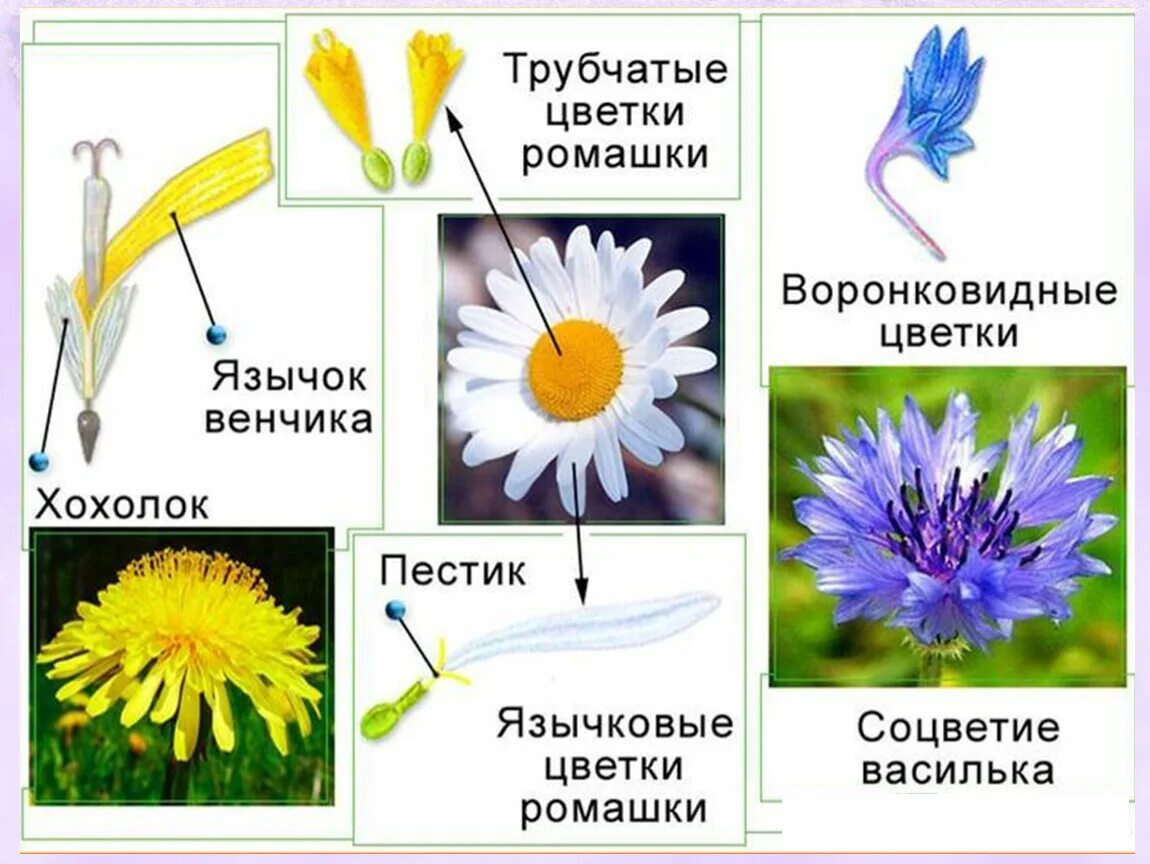 Мелкие цветки сложноцветных собраны. Сложноцветные Астровые формула. Семейство Сложноцветные строение. Строение цветков семейства Сложноцветные растения. Цветки трубчатые язычковые воронковидные.