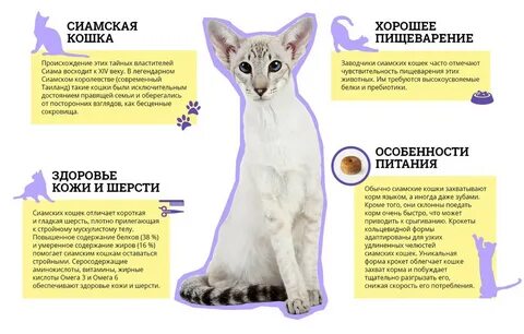 Откуда коты