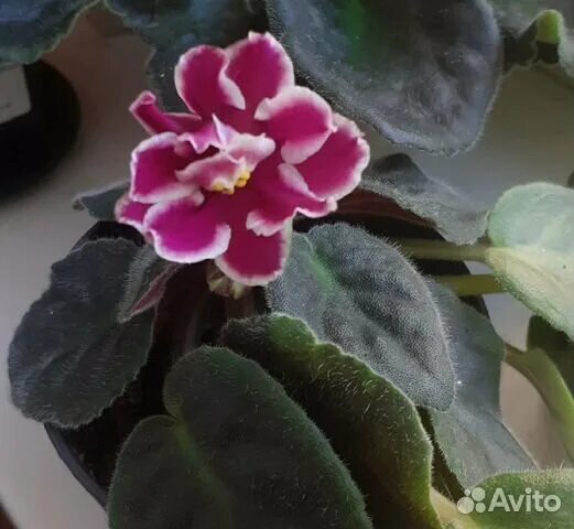 Сенполия вавилон. Фиалка 4. Фиалка ав полный восторг. Ле конопушка. Фиалка рс вавилон.