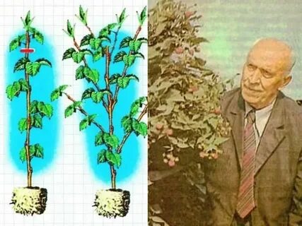 Малина по соболеву