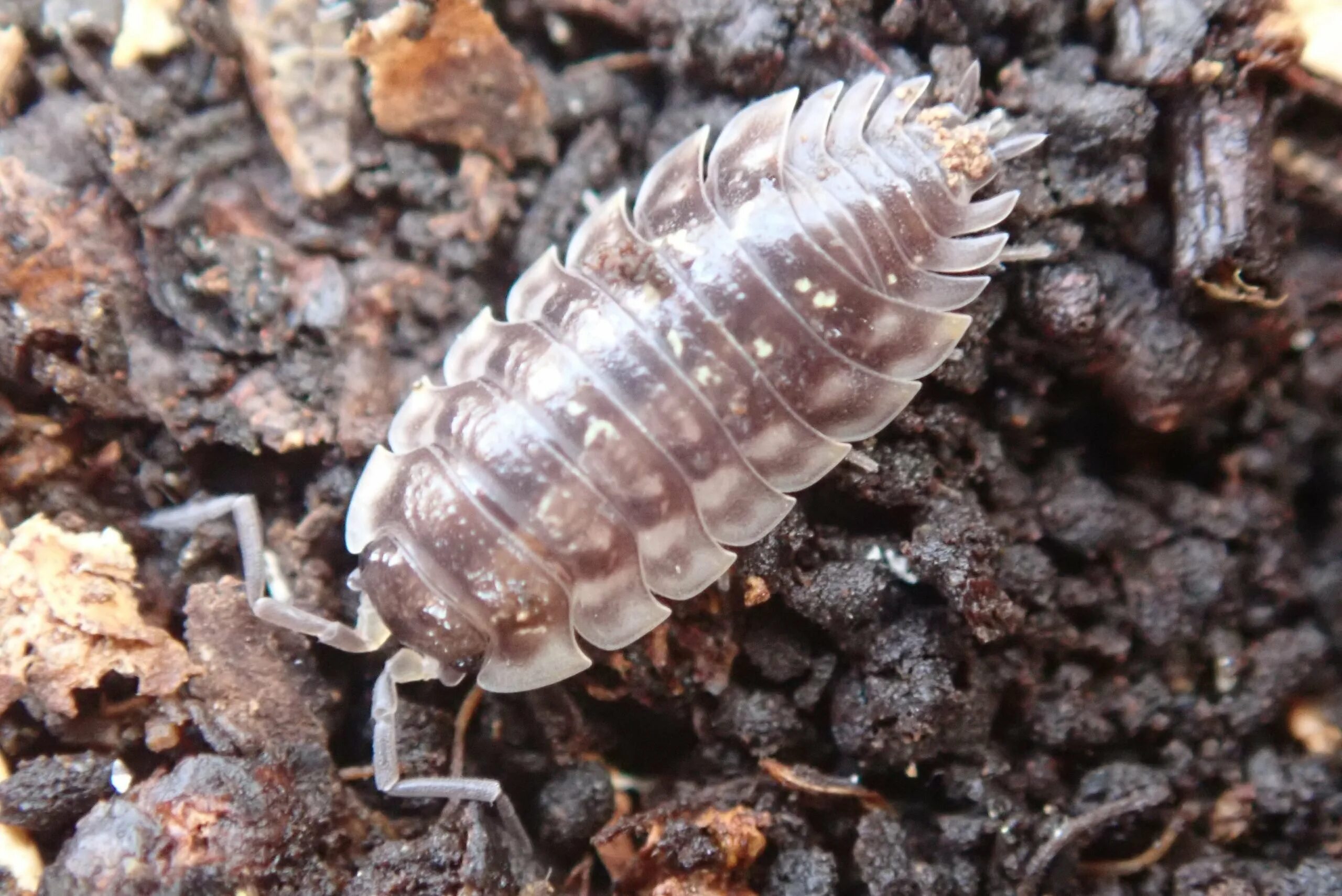 Мокрица шероховатая (Porcellio scaber). Мокрицы Porcellio. Мокрица Жук личинки. Жук мокрица броненосец. Мокрица маленькая