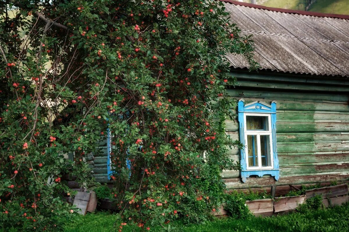 Яблонька дача. Деревенский Яблоневый сад. Домик в деревне. Яблоня в деревне. Деревенский дом с яблоней.