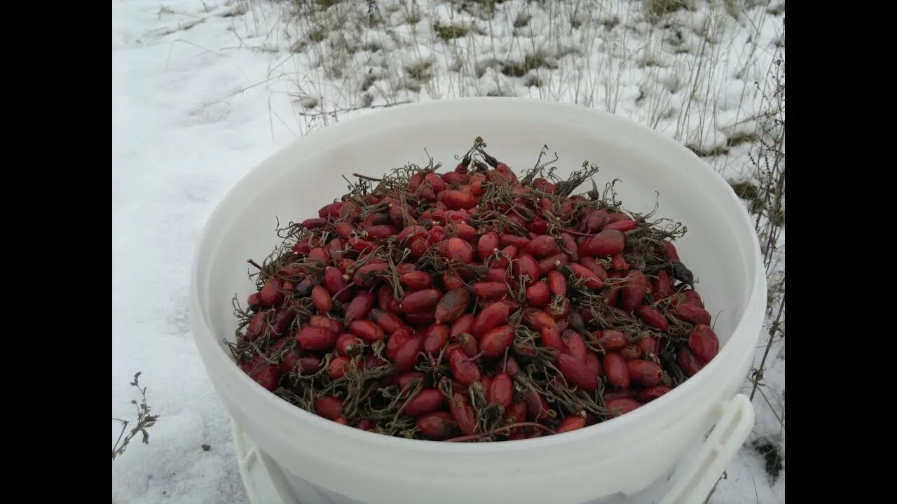 Плоды шиповника заготавливают. Сушка шиповника. Когда собирают ягоды шиповника. Сбор шиповника на зиму. Таежный шиповник.