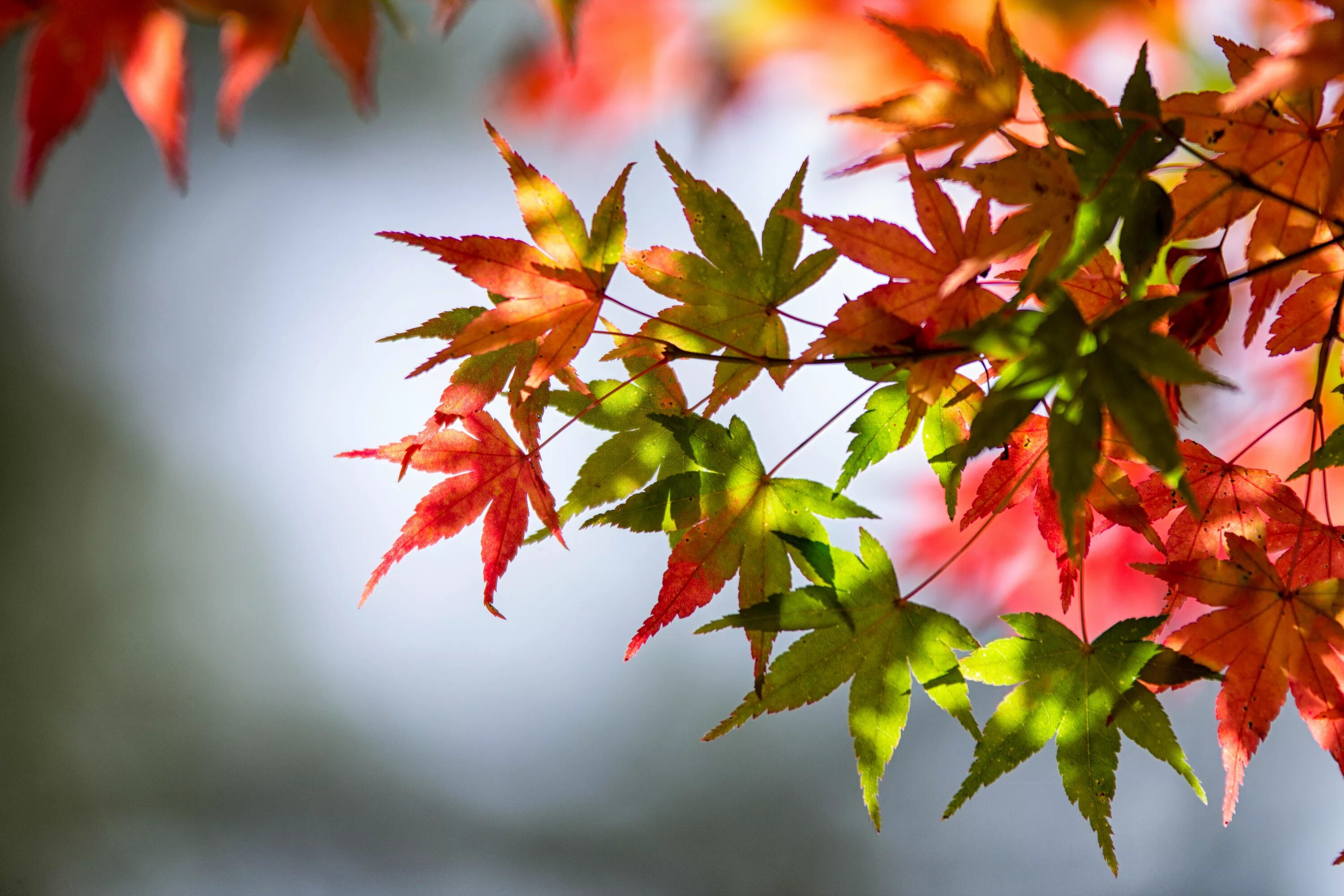 Осенние листья. Пламенеет листва. Осенняя листва. Осенний фон на рабочий стол. Осенний кленовый лист.