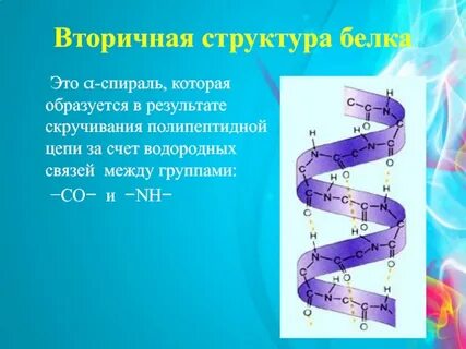 В результате образуется белок