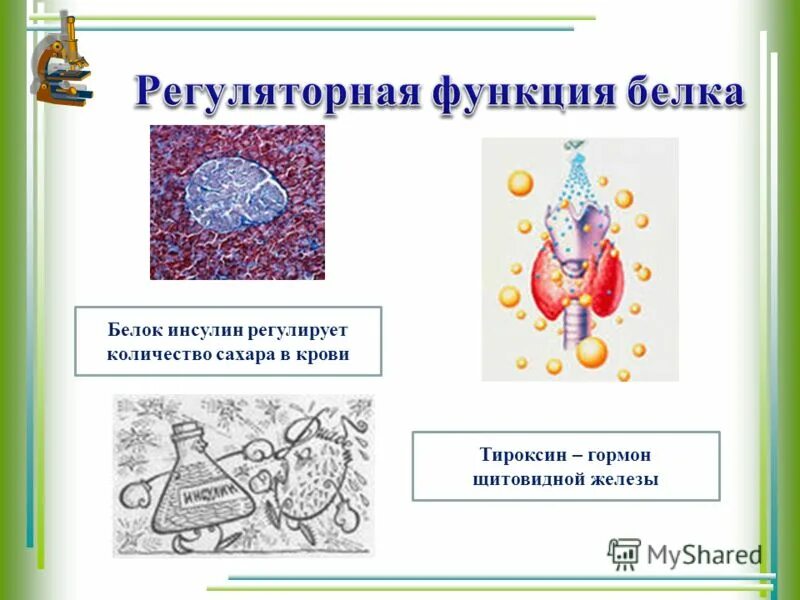 функции белков гормонов. белок инсулин выполняет функцию. пентоксил.