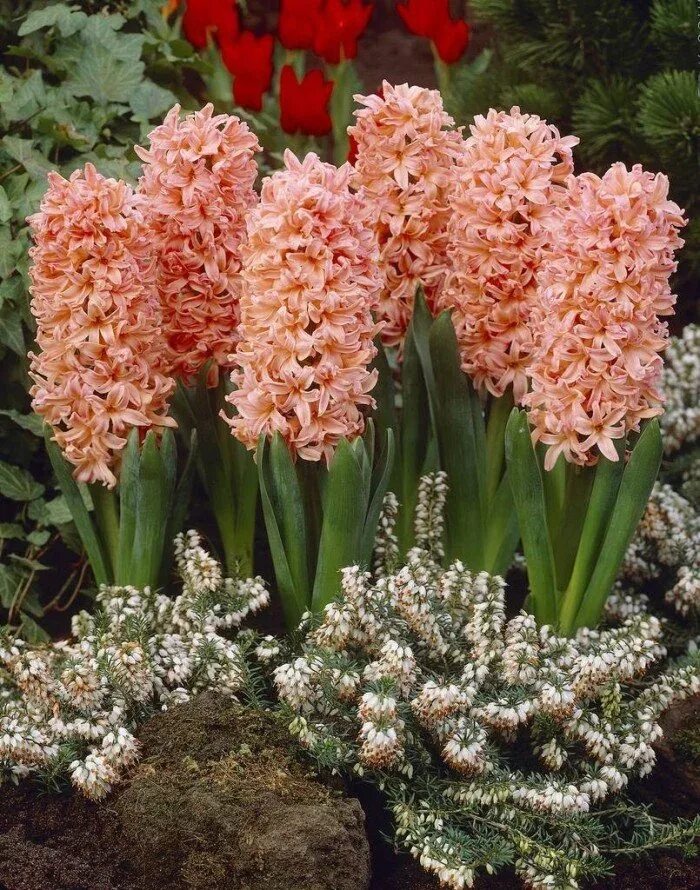 Гиацинт Gipsy Queen. Гиацинт садовый Джипси Квин. Гиацинт (Hyacinthus) Gipsy Queen оранжевый. Луковицы гиацинт Джипси Квин.