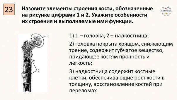 Какая структура обеспечивает кости в ширину. Элементы строения кости. Строение кости взрослого человека. Строение кости ОГЭ. Строение кости ЕГЭ.