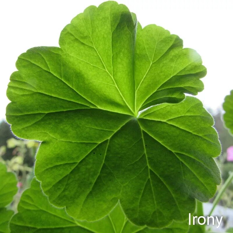 пеларгония герань лист. пеларгония королевская листья. зеленый лист пеларгонии. герань листочки. листик герани.