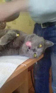 Кот под наркозом