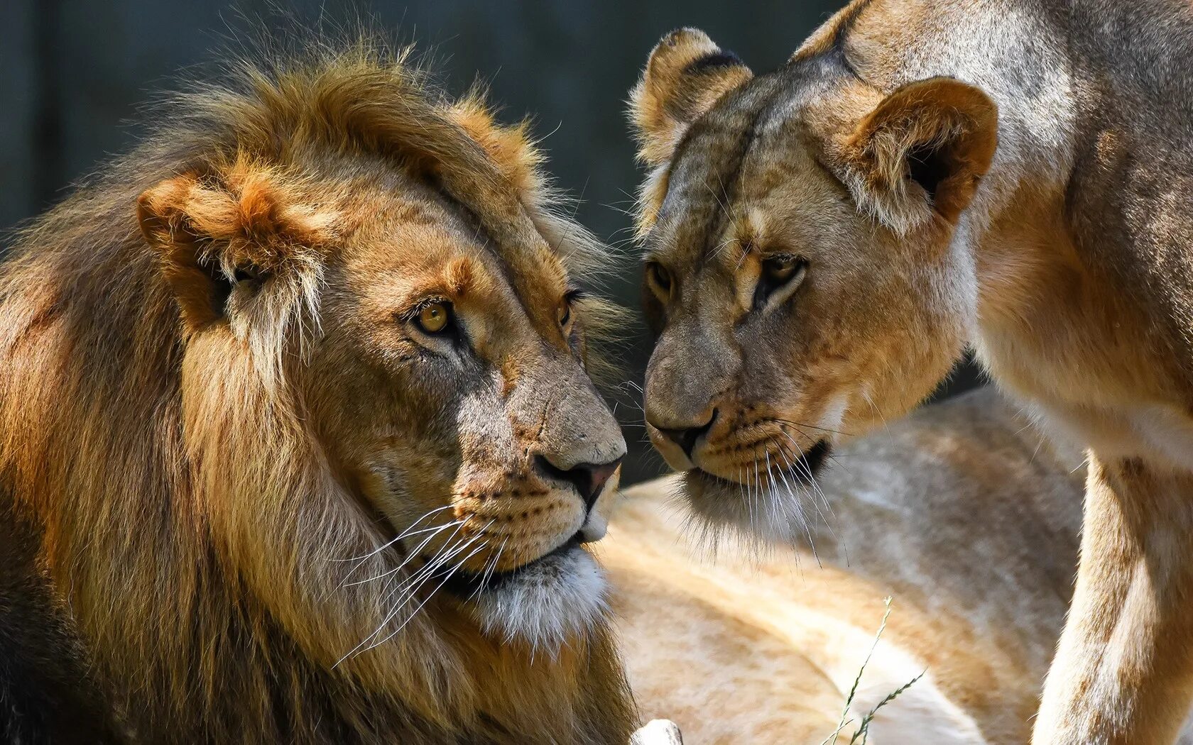 Loving lions