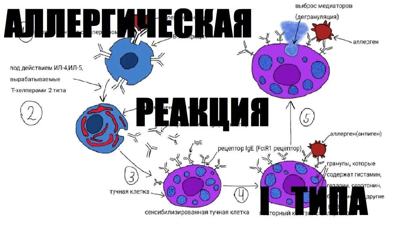 Гистамин аллергия