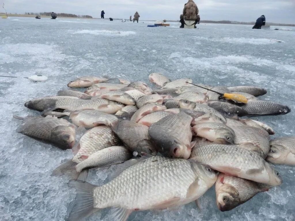 Много клев. Рыбалка на карася зимой. Много рыбы на льду. Улов карася зимой. Улов рыбы.