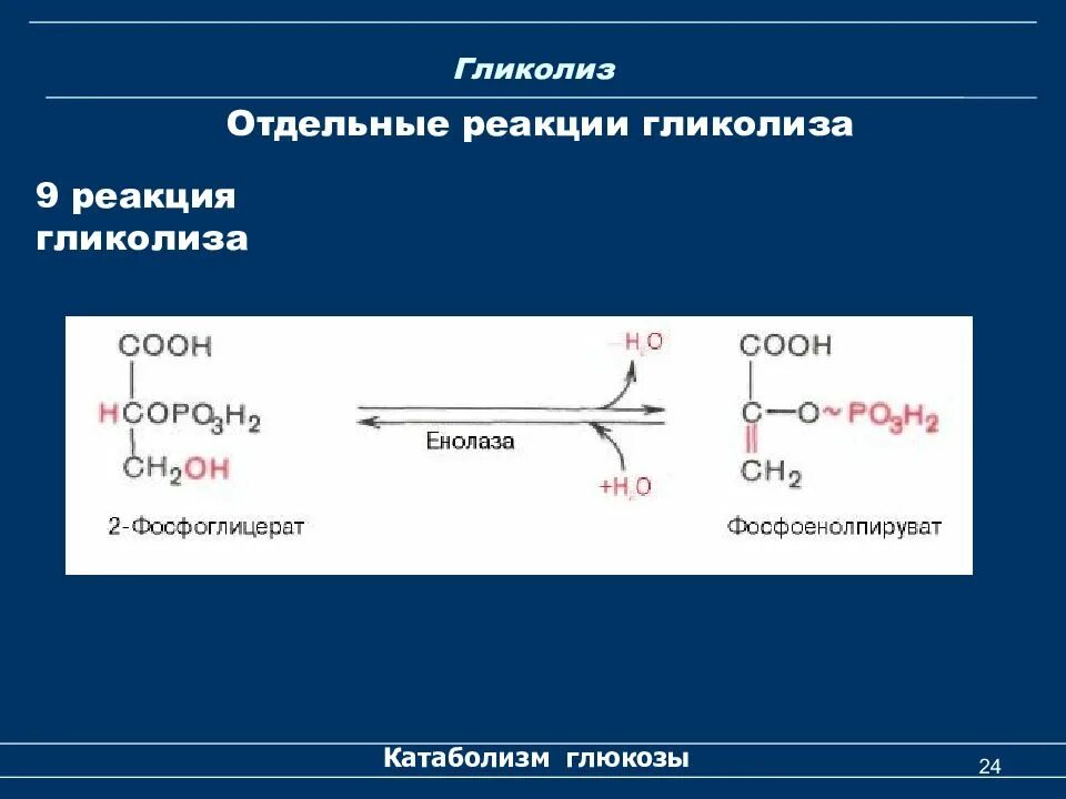 Процесс реакции гликолиза. 3 реакция гликолиза. анаэробный гликолиз биохимия реакции. енолаза гликолиз. 11 реакций гликолиза.