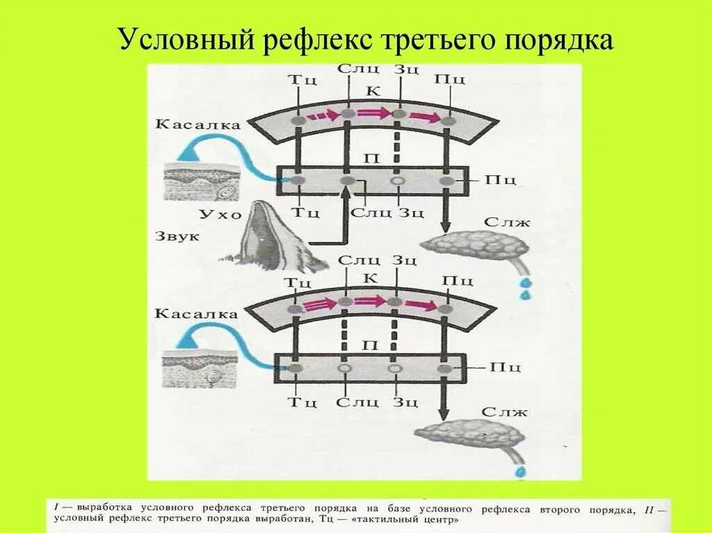 Порядок условных рефлексов. Выработка условного рефлекса схема. Рефлекс второго порядка. Рефлекс первого и второго порядка. Схему условного рефлекса третьего порядка.