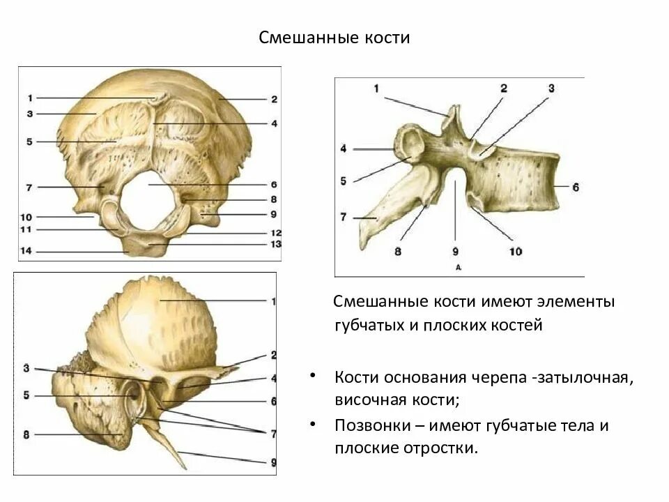 Какие кости относятся к височным. Строение смешанной кости человека. Смешанные кости примеры. Смешанная кость. Смешанные кости основания черепа.